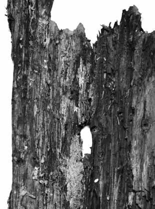Το ξύλινο κανάλι παραμένει για 6 έτη σε συνεχή επαφή με το υγρό στοιχείο αποδεικνύεται έτσι ότι, η ξυλεία