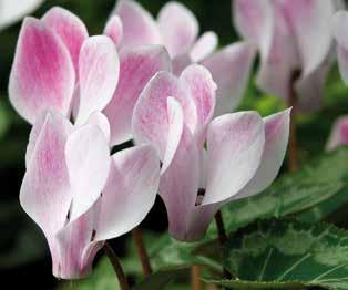 Βοτανική οσία Cyclamen persicum Βόρεια Αφρική και Μικρά Ασία Δυσκολία 02 ΚΥΚΛΑΜΙΝΟ Γένος που περιλαμβάνει περίπου 20 είδη ποωδών, κδυλωδών φυτών, τα οποία παρουσιάζουν ένα θσανο φων σε σχή καρδιάς,