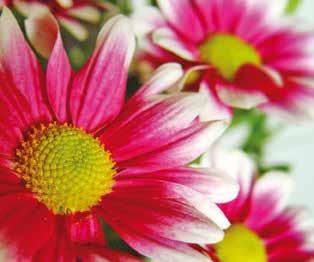 Βοτανική οσία Chrysanthemum indicum Κίνα και Ιαπωνία Δυσκολία 03 ΧΡΥΣΑΝΘΕΜΟ Γένος που απαριθμεί πάνω από 200 είδη ετήσιων και διετών ποωδών φυτών με θαμνώδη όψη, τα οποία παρουσιάζουν μικρά φυαράκια