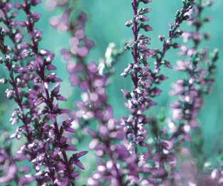 04 Βοτανική οσία Erica spp.