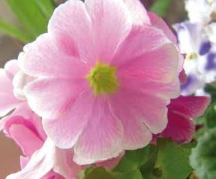 Βοτανική οσία Primula malacoides Ασία, Ευρώπη Δυσκολία 06 ΠΡΙΜΟΥΛΑ Πρόκειται για ένα πολυετές ποώδες φυτό, το οποίο ανήκει στην οικογένεια των πριμουλοειδών. Το ψος του μίσχου ποικίει από 5 ως 10 cm.