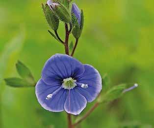 07 Βοτανική οσία Veronica spp. Μικρά Ασία, Νότια Αμερική, Ευρώπη Δυσκολία Ποώδες πολυετές φυτό, μικροσκοπικο ή μεγάλου μεγέθους, με οβάλ ή λογχοειδή φα.