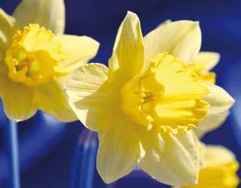 ΑΝΘΟΦΟΡΑ ΕΞΩΤ. ΧΩΡΟΥ 09 Βοτανική οσία Narcissus spp.