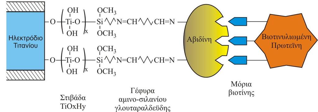 Σχηματική απεικόνιση βιοαισθητήρα Ti/TiO 2 Διάγραμμα Βode ηλεκτροδίου