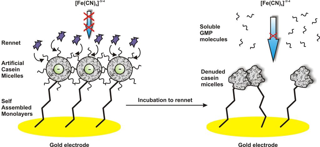 Schematic of the