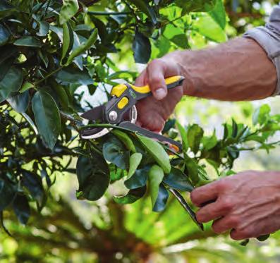 18 cm FLORABEST Πτυσσόμενο πριόνι Κατάλληλο για ξύλα στον κήπο, καθώς και για γύψο και συνθετικούς σωλήνες 3. 99 Βάζοντας μία σειρά στον κήπο!
