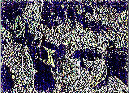 (εικόνες δεξιά) στην