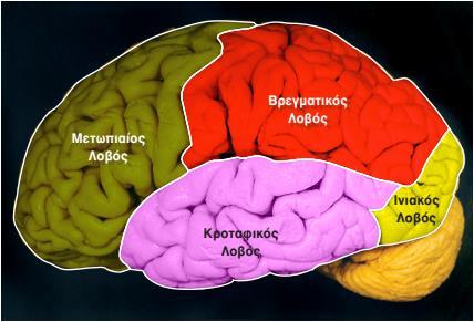Εικόνα 1. Απεικόνιση των λοβών των εγκεφαλικών ημισφαιρίων Διαθέσιμο στην ηλεκτρονική διεύθυνση: http://eclass.uoa.gr/modules/document/index.php?