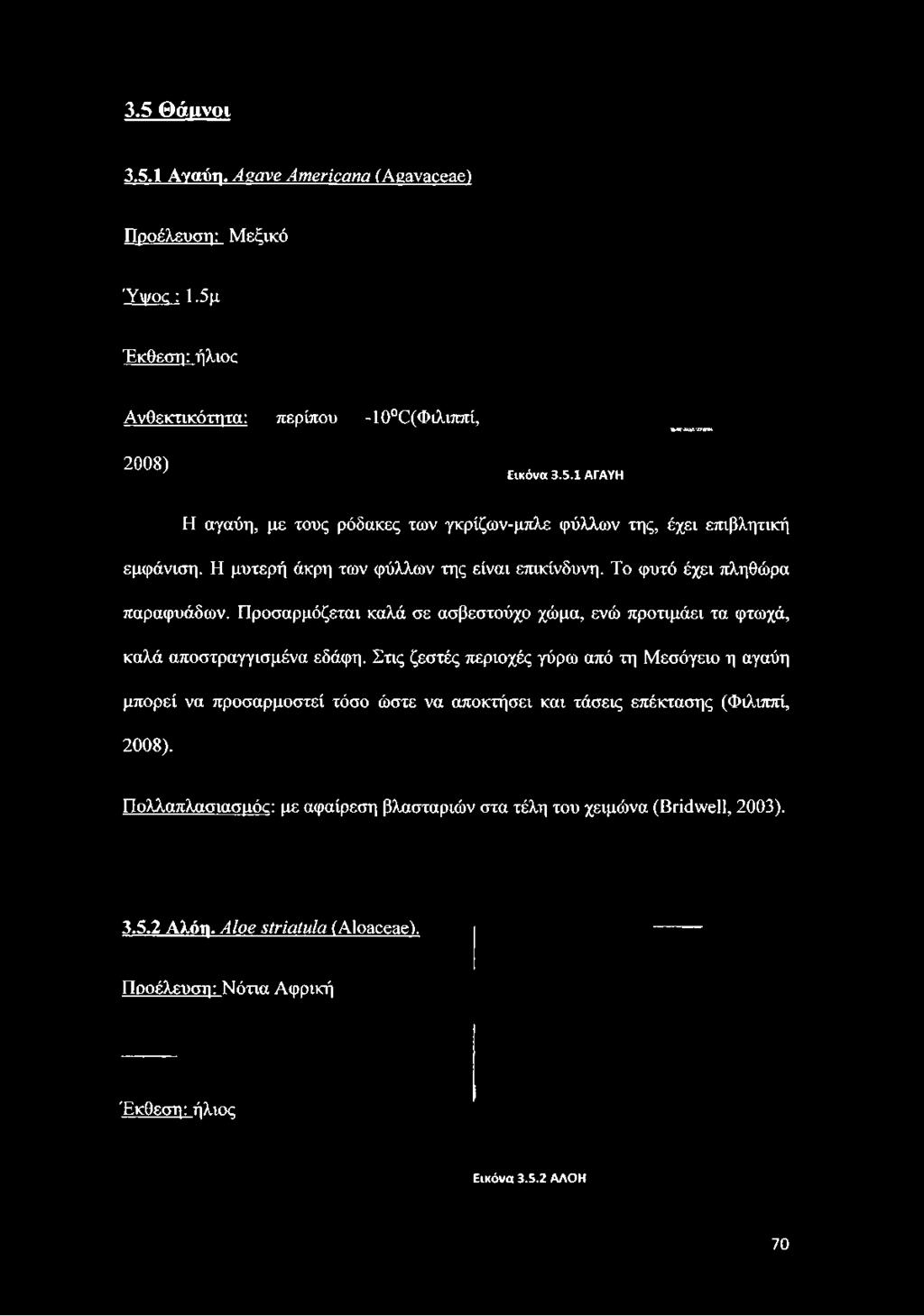 Η μυτερή άκρη των φύλλων της είναι επικίνδυνη. Το φυτό έχει πληθώρα παραφυάδων.