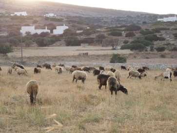 Σημασία της Ζωικής Παραγωγής από κοινωνική και οικονομική άποψη 2/5 Οι