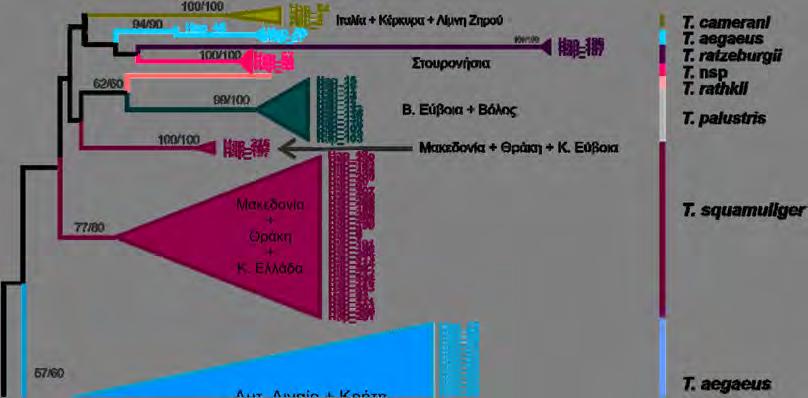 Αποτελέσματα Εικόνα Γ9: Κλαδόγραμμα στο