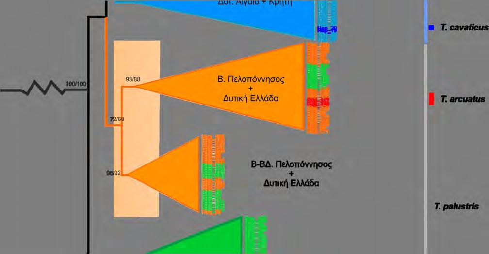 μιτοχονδριακών γενετικών τόπων (16S