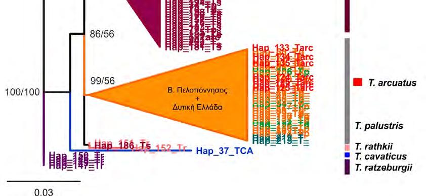 γενετικό τόπο (NaK ATPase). Οι αριθμοί στους κλάδους αντιπροσωπεύουν τη στατιστική υποστήριξη κάθε ανάλυσης (ML/MP).