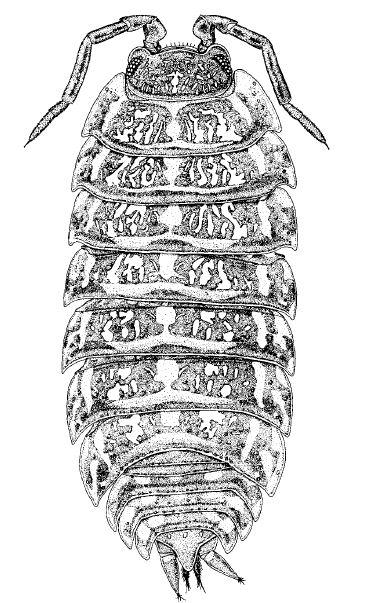 Εισαγωγή 3. T. cavaticus (Schmalfuss et al.