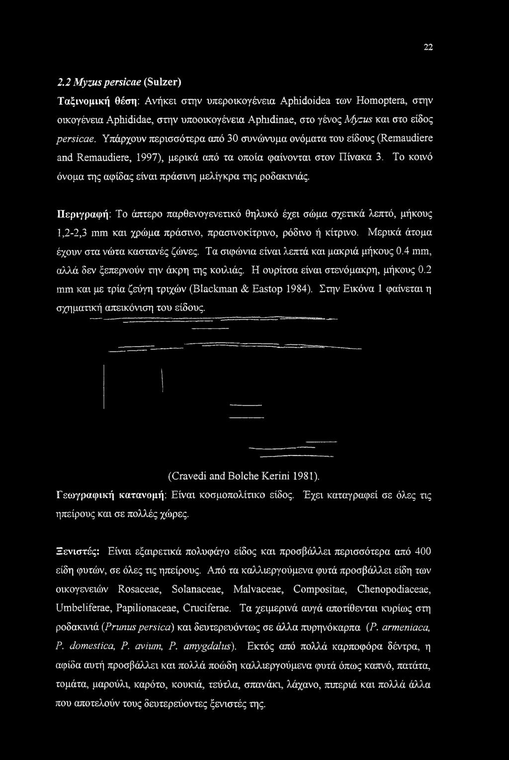 Περιγραφή: Το άπτερο παρθενογενετικό θηλυκό έχει σώμα σχετικά λεπτό, μήκους 1,2-2,3 mm και χρώμα πράσινο, πρασινοκίτρινο, ρόδινο ή κίτρινο. Μερικά άτομα έχουν στα νώτα καστανές ζώνες.