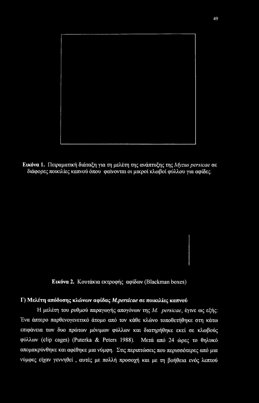 persicae, έγινε ως εξής: Ένα άπτερο παρθενογενετικό άτομο από τον κάθε κλώνο τοποθετήθηκε στη κάτω επιφάνεια των δυο