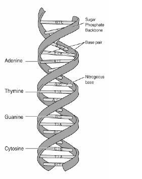ΒΙΟΛΟΓΊΑ ΚΑΙ ΒΙΟΠΛΗΡΟΦΟΡΙΚΉ Σχήμα 10: Η διπλή έλικα του DNA 4.3.