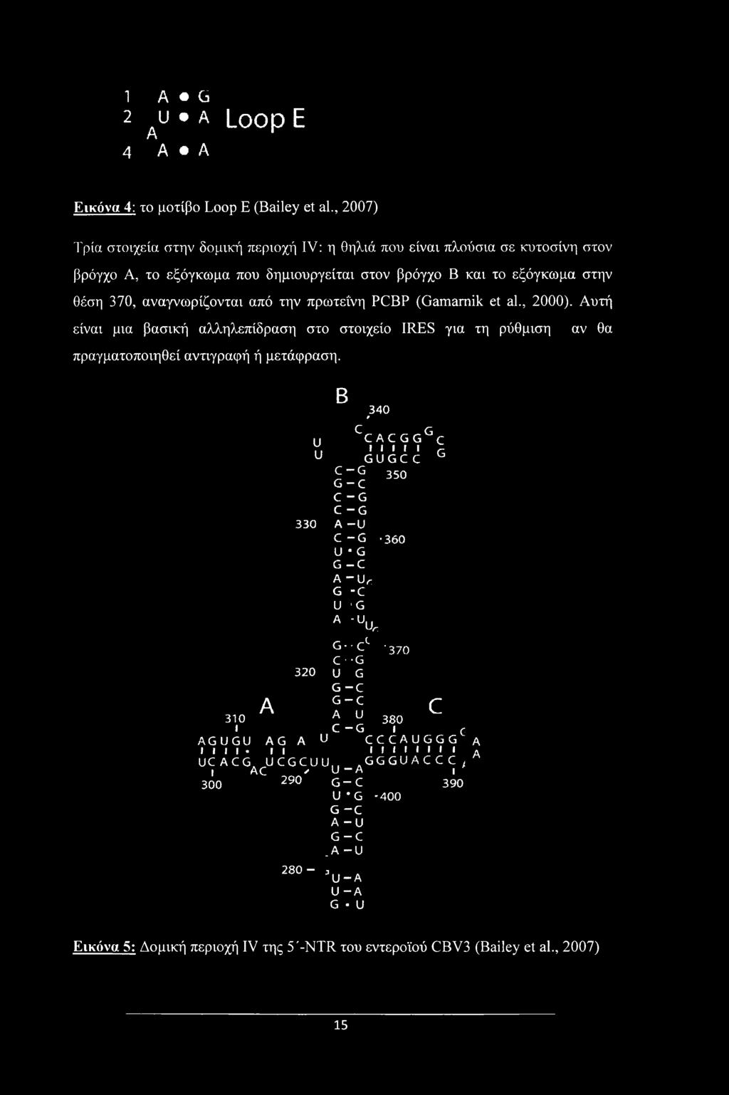 πρωτεΐνη PCBP (Gamamik et al., 2000). Αυτή είναι μια βασική αλληλεπίδραση στο στοιχείο IRES για τη ρύθμιση αν θα πραγματοποιηθεί αντιγραφή ή μετάφραση.