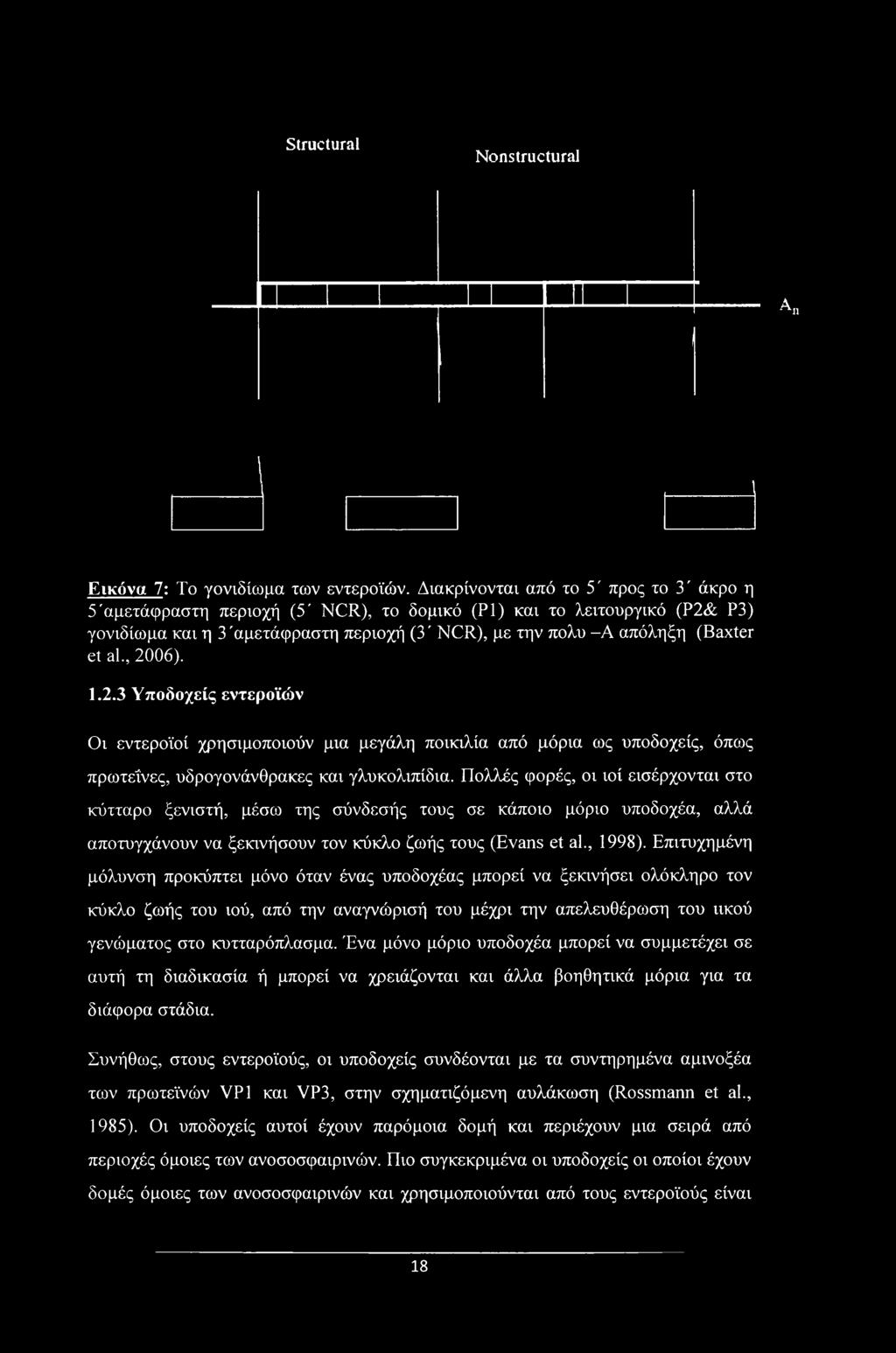 al., 2006). 1.2.3 Υποδοχείς εντεροϊών Οι εντεροϊοί χρησιμοποιούν μια μεγάλη ποικιλία από μόρια ως υποδοχείς, όπως πρωτεΐνες, υδρογονάνθρακες και γλυκολιπίδια.