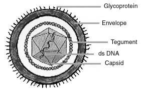 Α.2. Η δομή των ιών HSV-1 (Herpes Simplex Virus-1) και VZV (Varicella- Zoster Virus) Οι δύο ιοί δηλαδή ο HSV-1 και ο VZV έχουν παρόμοια δομή (Εικόνες 3, 4).