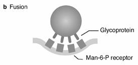 [6] α) Πρόσδεση Θειική Ηπαράνη Ιοσωμάτιο VZV Γλυκοπρωτεΐνη β) Σύντηξη Γλυκοπρωτεΐνη Κυτταρική επιφάνεια Man-6-P υποδοχέας γ) Είσοδος στο κύτταρο δ) Είσοδος στον πυρήνα Πρωτεϊνες περικαλύμματος