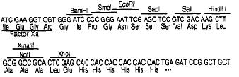 3. Γονίδιο αντίστασης στην αμπικιλλίνη (β-λακταμάση) (Αmpicillin resistance gene). Εξασφαλίζει την επιλογή του πλασμιδίου που έχει ενσωματώσει το τμήμα DNA ενδιαφέροντος στα βακτήρια Ε.coli. 4.