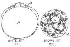 36 Εικόνα 7. Λευκό (αριστερά) και φαιό (δεξιά) λιποκύτταρο. (http://www.sportsci.org / encyc/adipose/adipose.