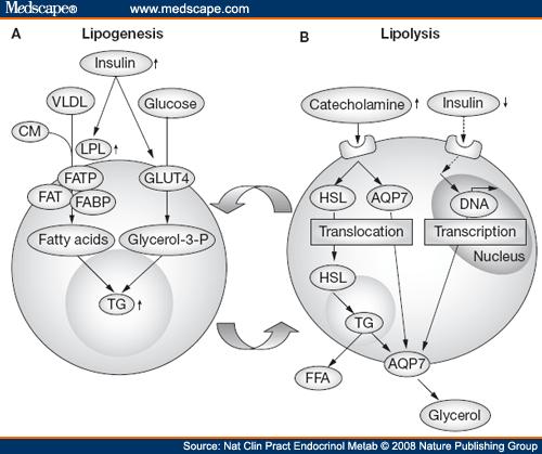37 Εικόνα 8. Η λιπόλυση και η λιπογένεση στο λευκό λιποκύτταρο. (http://www.medscape.