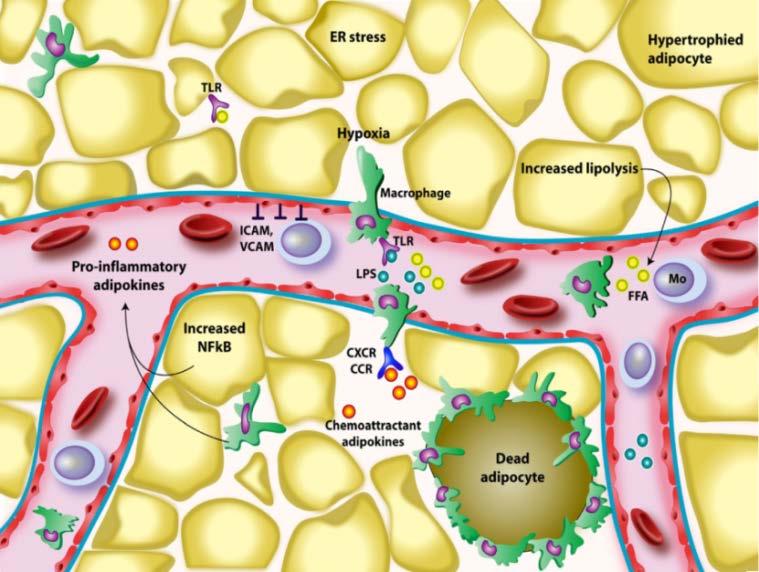 48 Εικόνα 14. Πιθανοί μηχανισμοί που οδηγούν στη φλεγμονή του λιπώδη ιστού. (Mol Cell Endocrinol 2010; 314:1-16) Η αγγειογένεση και η δημιουργία του λιπώδη ιστού είναι στενά συνδεδεμένες.