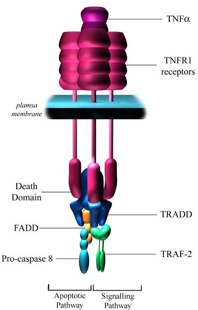 53 4.1.1. Προφλεγμονώδεις κυτταροκίνες 4.1.1.1. Παράγων νέκρωσης των όγκων α (TNF-α) Ο TNFα είναι μια πολυδύναμη κυτταροκίνη με διάφορες ανοσολογικές λειτουργίες.