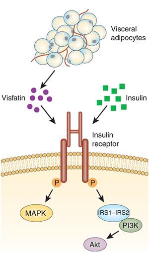 70 Εικόνα 31. Ανταγωνιστική προς την ινσουλίνη δράση της βισφατίνης. http://www.adipobiotech.com/product%20system/visfatin/visfatin.html 4.1.4.5.