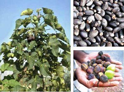 Θ jatropha (Jatropha curcas), είναι κάμνοσ με μεγάλουσ ελαιοφχουσ ςπόρουσ περιεκτικότθτασ ςε λάδι μζχρι 40% και μπορεί να αποτελζςει πρϊτθ φλθ για τθν παραγωγι βιοντίηελ.