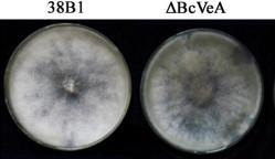 και Botrytis cinerea.