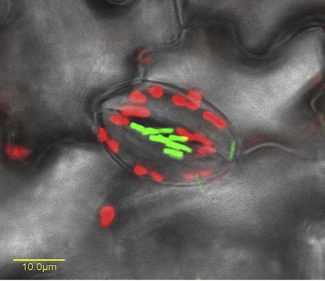 Διάταξη του Βακτηρίου Salmonella Typhimurium