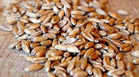 Εικόνα 1: Σιτάρι γένους Triticum αποφλοιωμένο. Στο τρίτο «ντυμένο» είδος, το Τ.