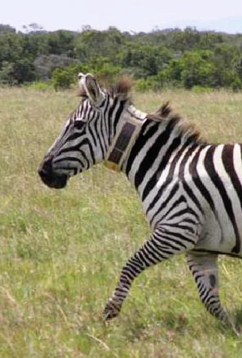 Zebranet για παρακολούθηση άγριας ζωής στην Κένυα WSN που ανέπτυξε το Πανεπιστήμιο Princeton το 2005 (www.princeton.edu/mrm/zebranet.