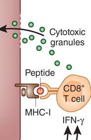 5 Kb Pre-C/C mrna ριβόςωμα P P Pre-C Core ΜΕΣΑΦΡΑΗ HBcAg HBV Τποδοχζασ υνυποδοχζασ Ζκδυςθ Μεταφορά ςτον πυρινα 2.4 Kb 2.1 Kb 0.