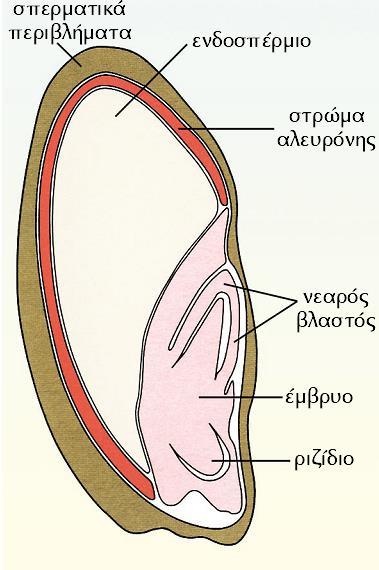 2) Γιββερελλίνες & φύτρωση σπερμάτων απόδοση σε σάκχαρα από τομές ενδοσπερμίου (mg / 100 mg) 5 4 ενδοσπέρμιο με στρώμα