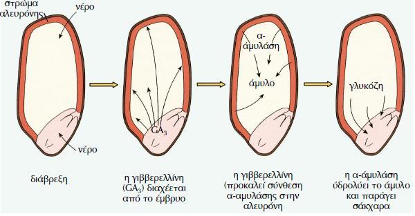 Φύτρωση και