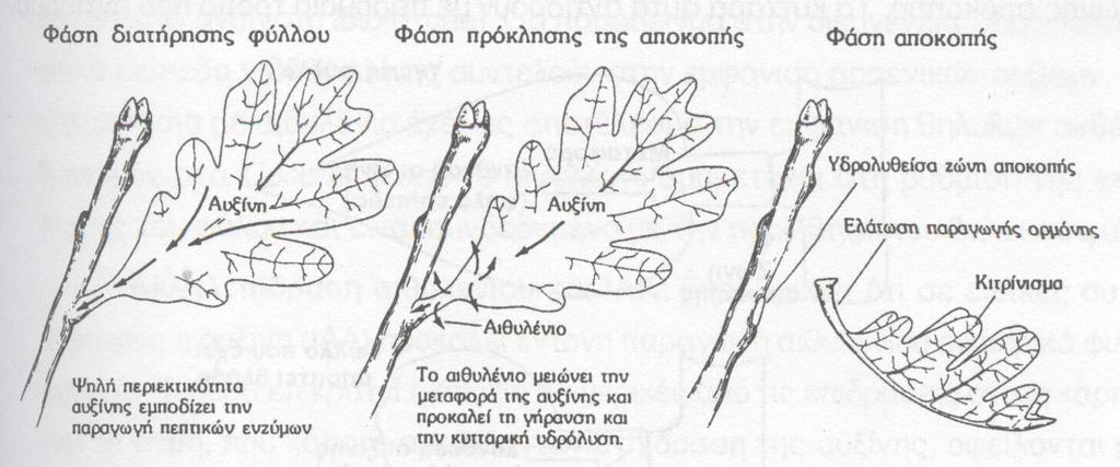 Αποκοπή