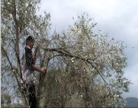 κλαδέματος σε πεδινό ελαιώνα της Γέρας Πρακτική άσκηση