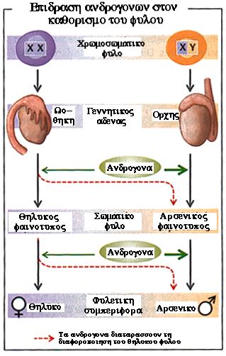 Γονίδια Γονάδες Καθορισµός του Φύλου ΧΧ ΧΥ ΧΟ (σύνδροµο Turner) ΧΧΥ (σύνδροµο Klinefelter) Γεννητικά όργανα Εγκέφαλος Το χρωµοσωµικό φύλο καθορίζεται από την παρουσία ενός χρωµοσώµατος Υ ü Ο θηλυκός