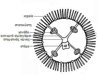 Σχ. 4. 8 β Υδρομέδουσα Obelia κάτω όψη 2.3 Ομοταξία Σκυφόζωα Η κύρια μορφή των Σκυφοζώων είναι η μέδουσα. Εδώ ανήκουν οι γνωστές μας μέδουσες ή τσούχτρες.