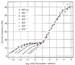 CFF - Spectral composition CFF - Effect of eccentricity Equal energy spectral lights have different luminances Spectrally different lights have different CFF values The photopic (cone) branch is the