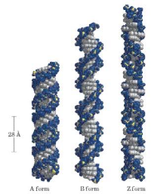 Α, Β και Ζ Διαμόρφωση DNA Δομή 36 βάσεων Α