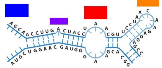Δευτεροταγές Δομές RNA Μονόκλωνο Προεξοχή (bulge) Θηλιά