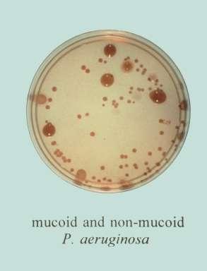 Pa mucoid strains are typical of chronic infections TWO MAIN MORPHOTYPES: - Non mucoid: