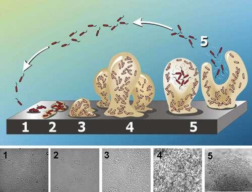 ly found in intermittent infections - Mucoid: P.a.