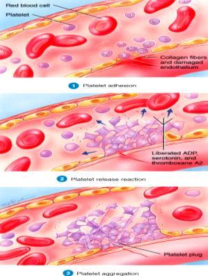 Μόλις συμβεί ο τραυματισμός του ενδοθηλίου του αγγείου ξεκινά το πρώτο στάδιο της αιμόστασης για το σχηματισμό του λευκού θρόμβου.