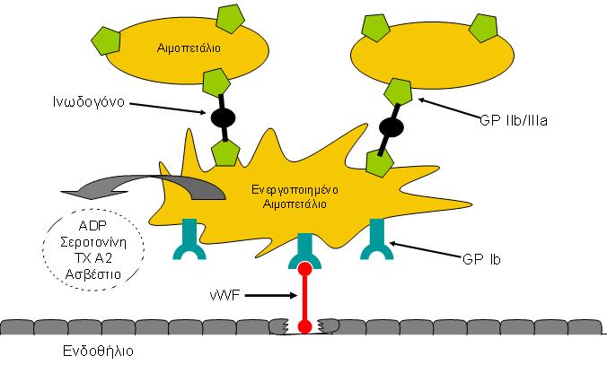 1. Η ελάττωση των υποδοχέων ινωδογόνου στην ελεύθερη επιφάνεια του αιμοπεταλίου, όταν αυτό προσκολληθεί στην ινική. 2.